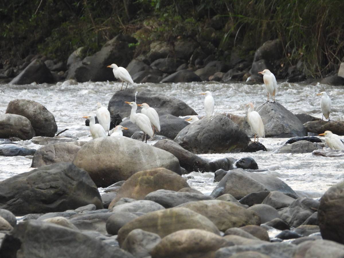 Western Cattle-Egret - ML642858052
