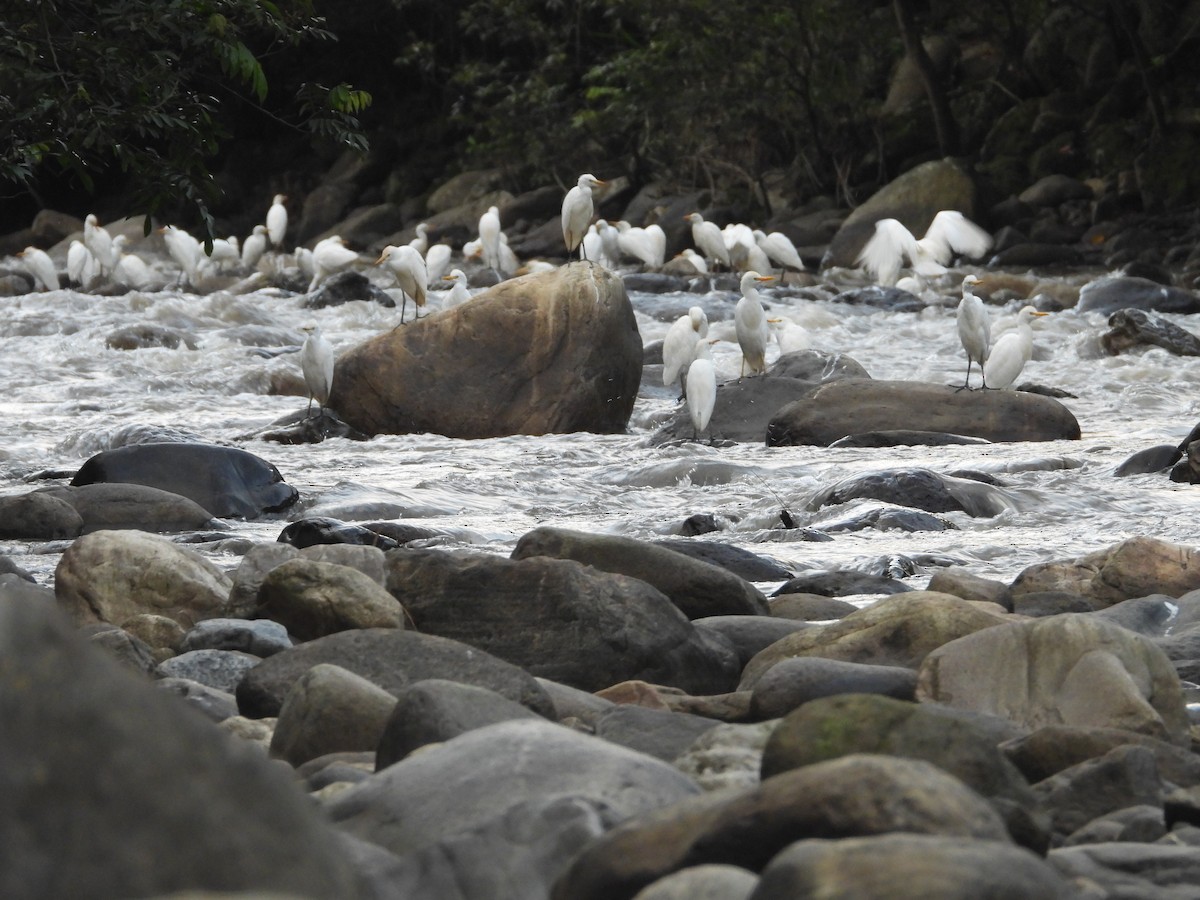 Western Cattle-Egret - ML642858054