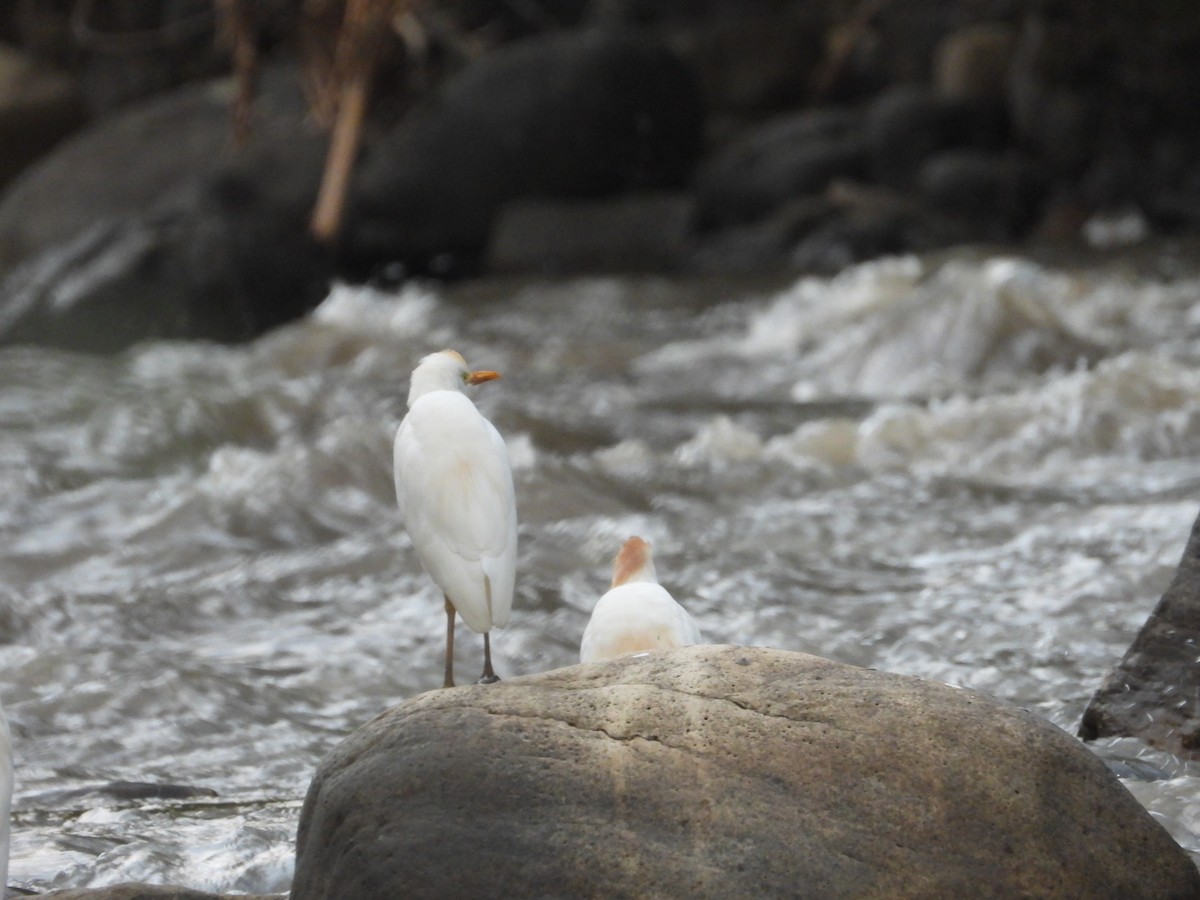 Western Cattle-Egret - ML642858056