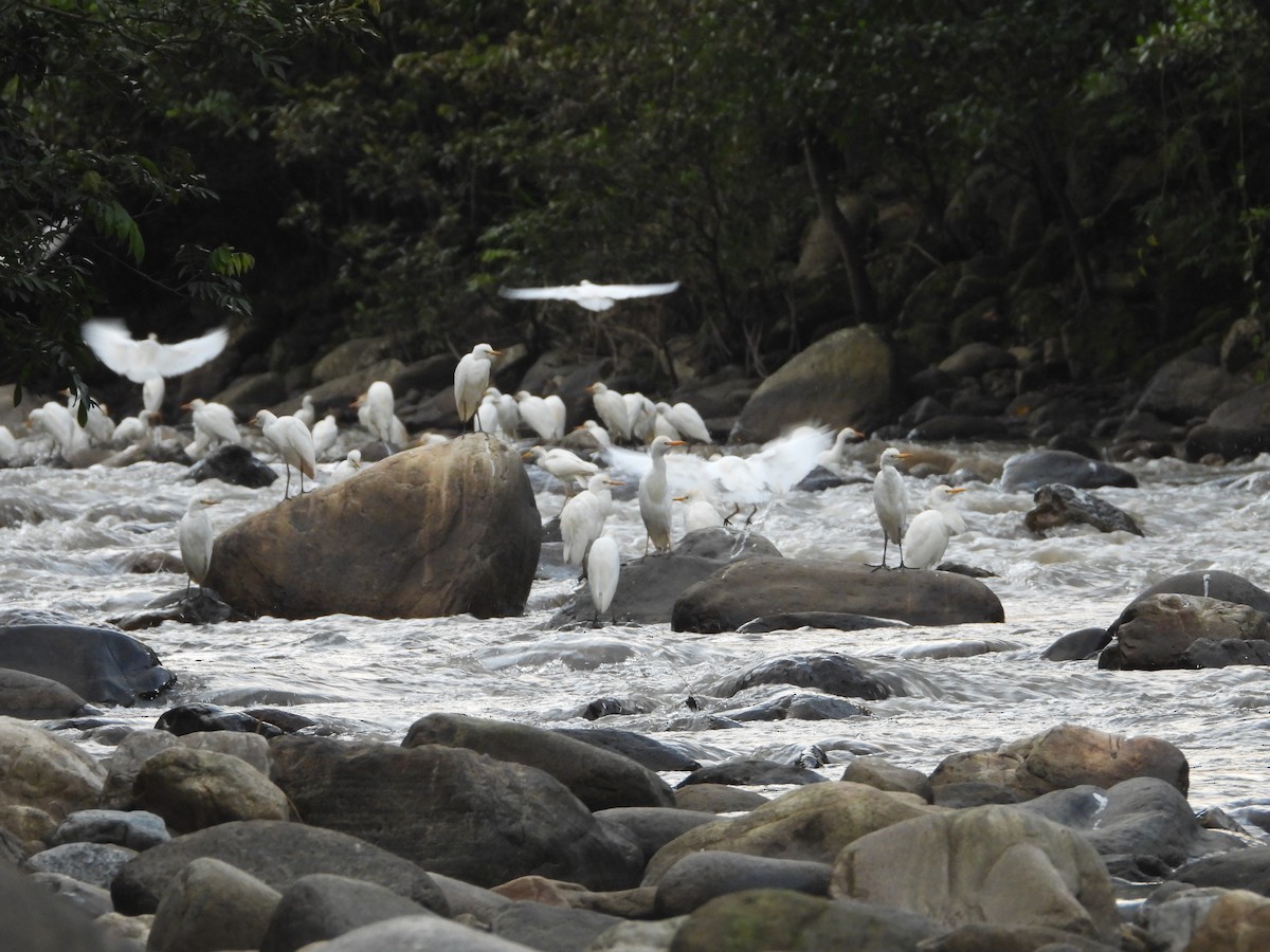 Western Cattle-Egret - ML642858057