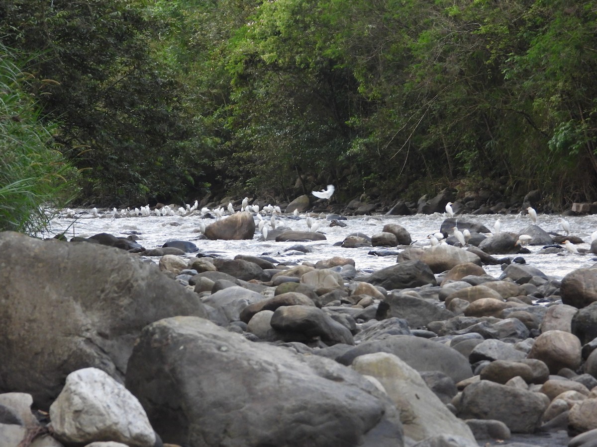Western Cattle-Egret - ML642858058