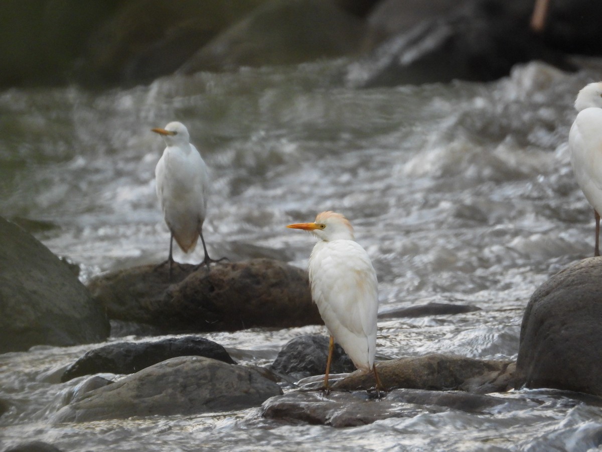 Western Cattle-Egret - ML642858059