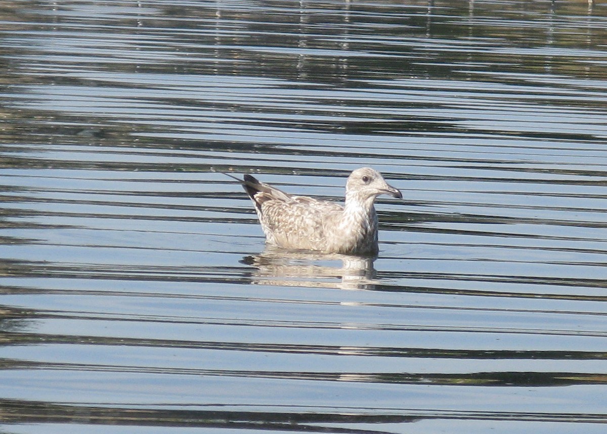 American Herring Gull - ML642858066