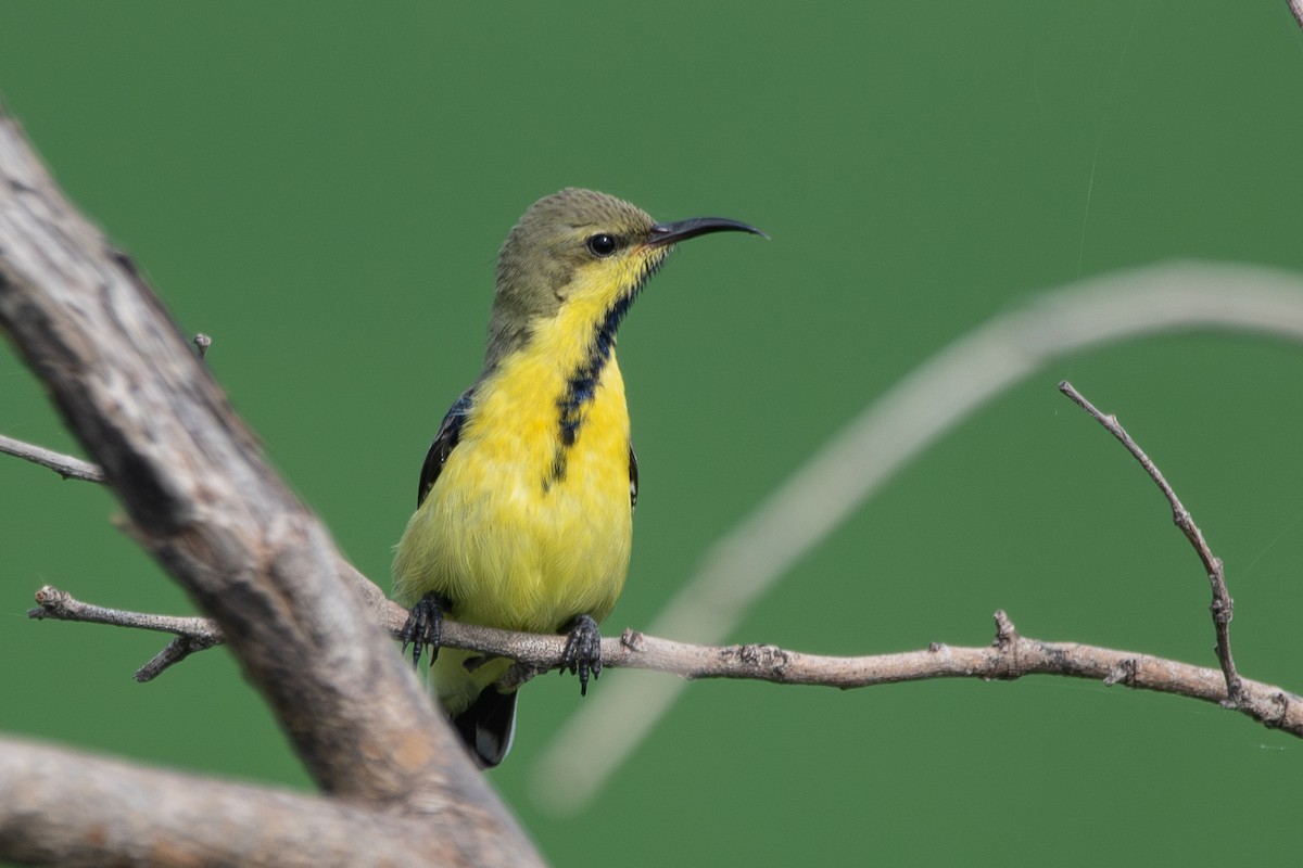 Purple Sunbird - ML642858077