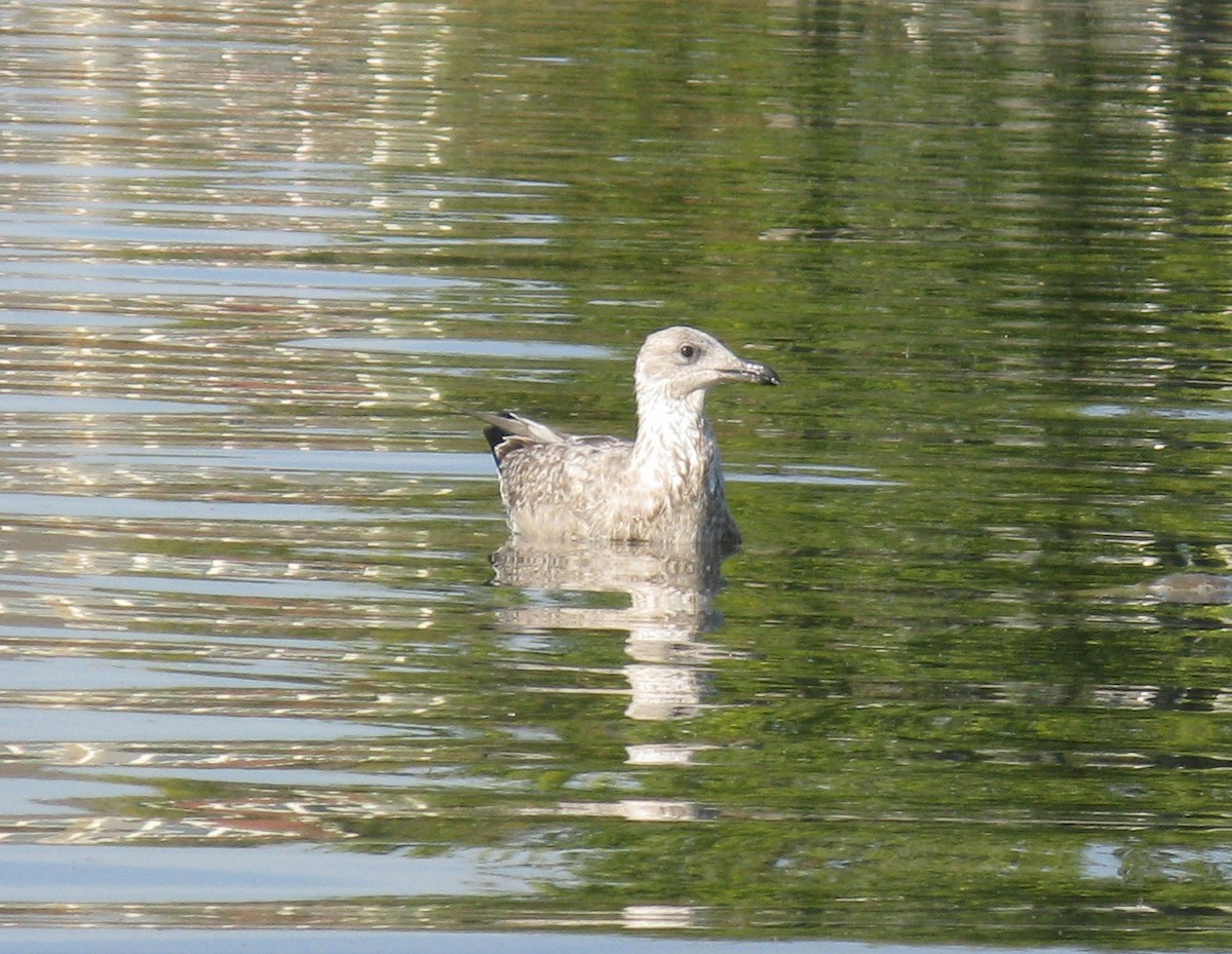American Herring Gull - ML642858079