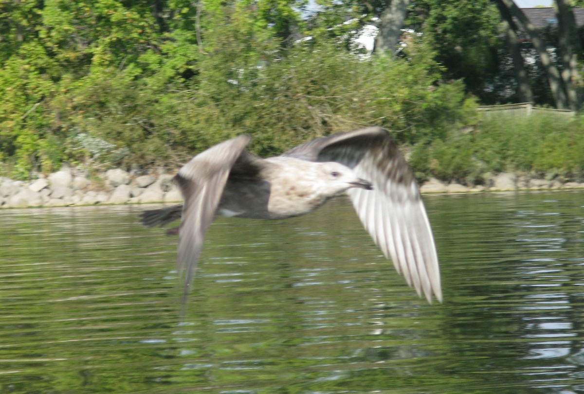 American Herring Gull - ML642858081