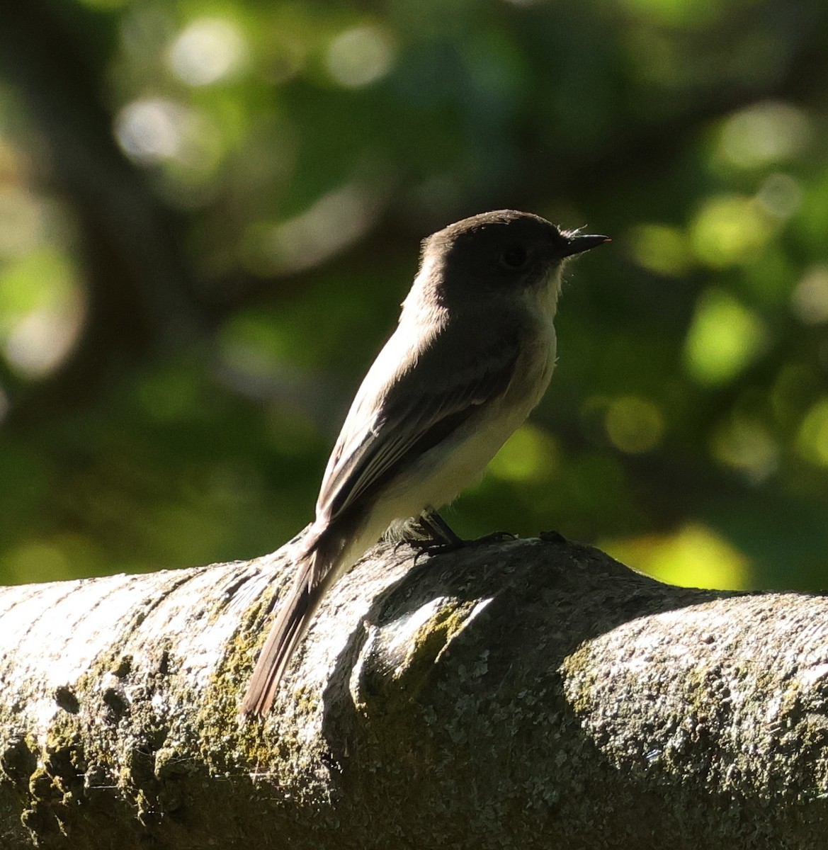Eastern Phoebe - Jacquie Montgomery