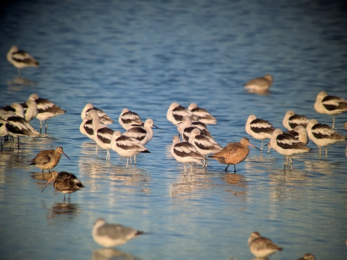 Hudsonian Godwit - ML642858094