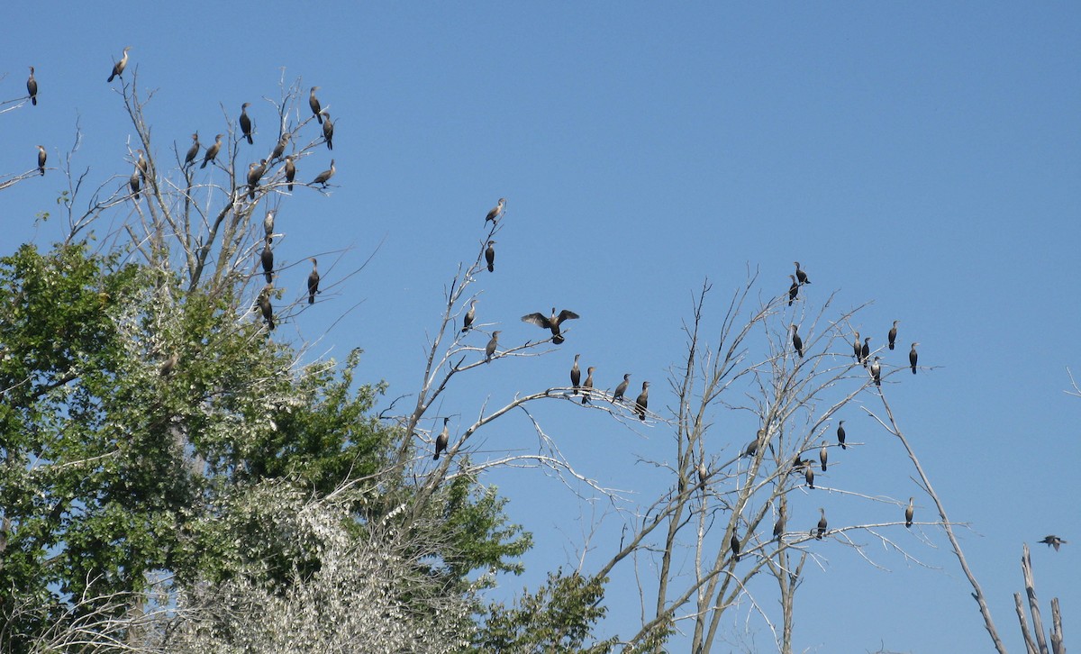 Double-crested Cormorant - ML642858103