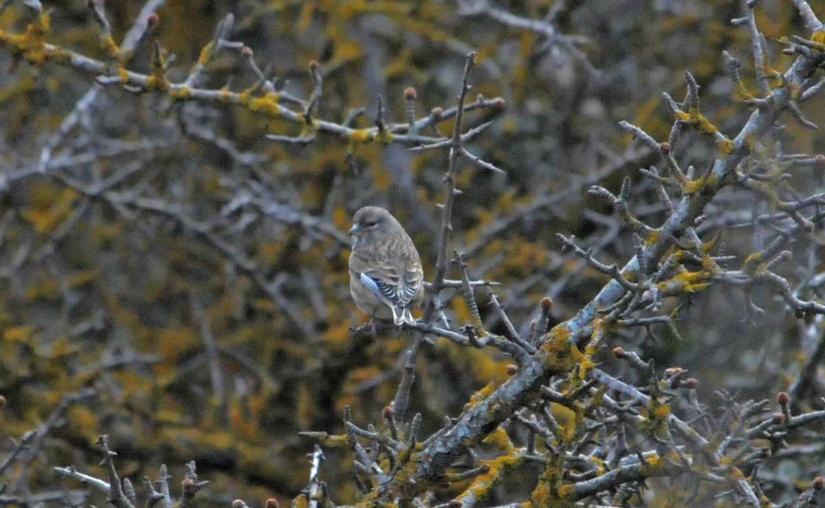 ムネアカヒワ - ML642858111