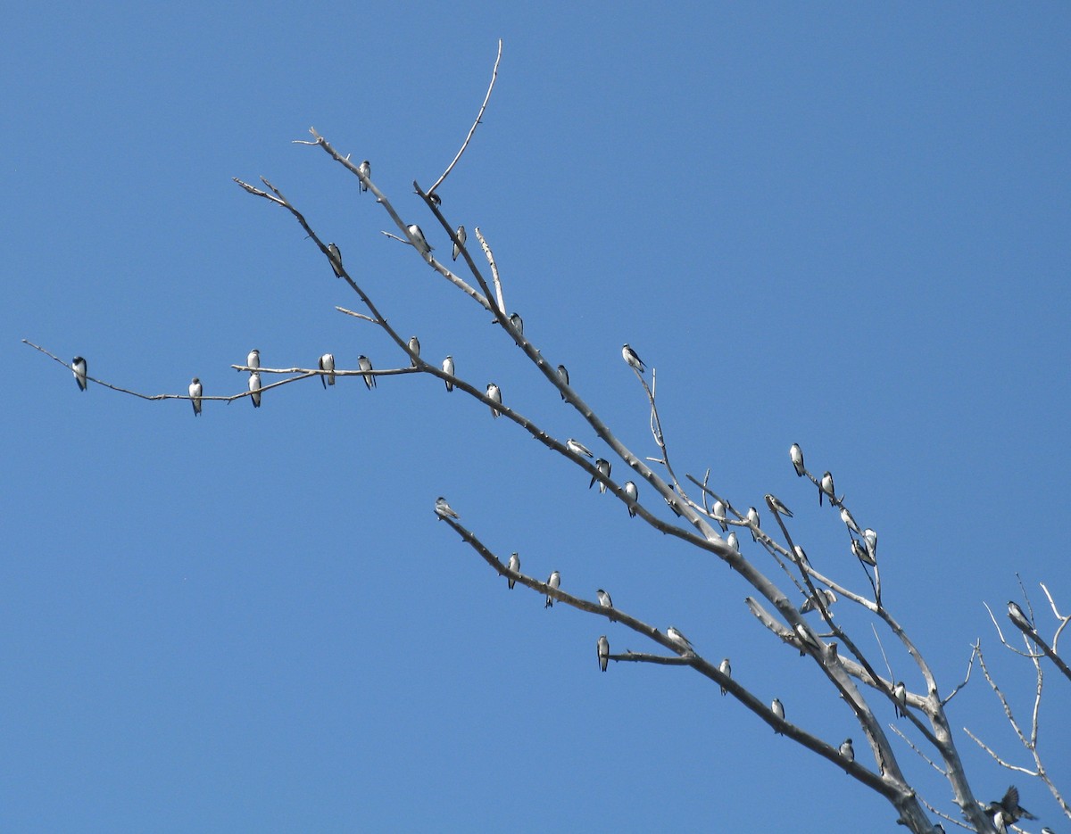 Tree Swallow - ML642858112