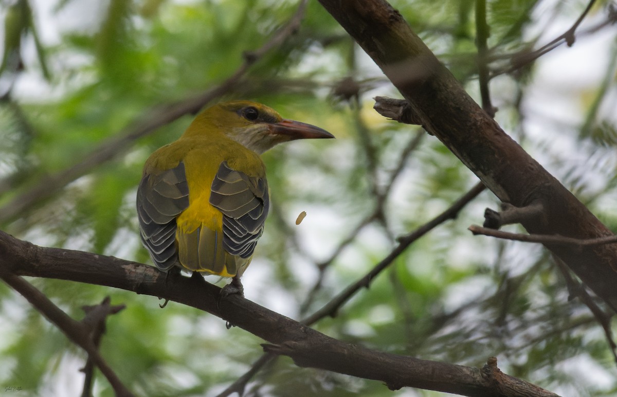 Indian Golden Oriole - ML642858116