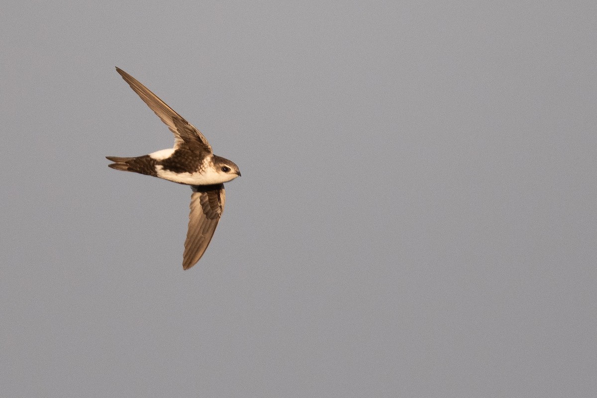 White-throated Swift - ML642858122