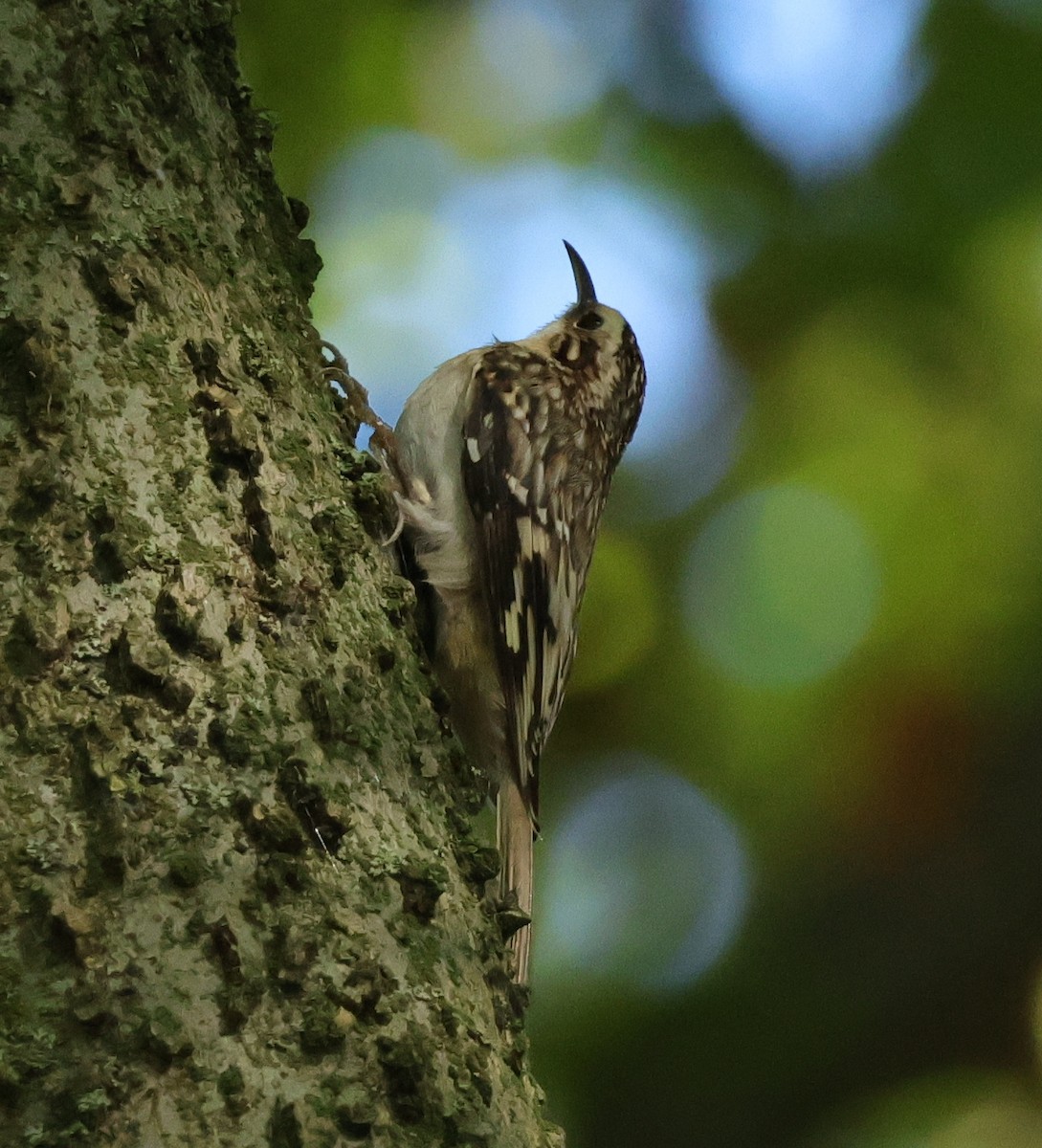 Brown Creeper - ML642858124