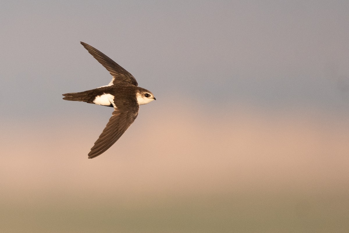 White-throated Swift - ML642858126