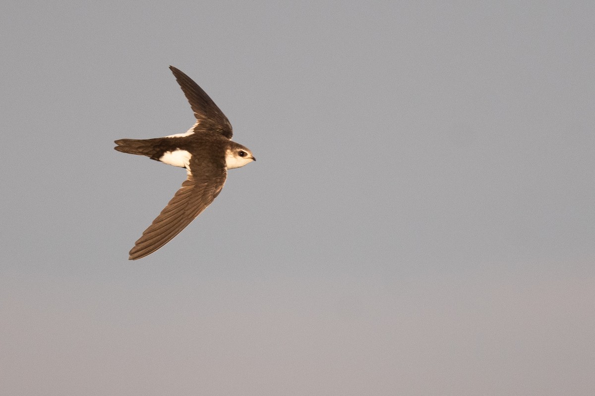 White-throated Swift - ML642858127