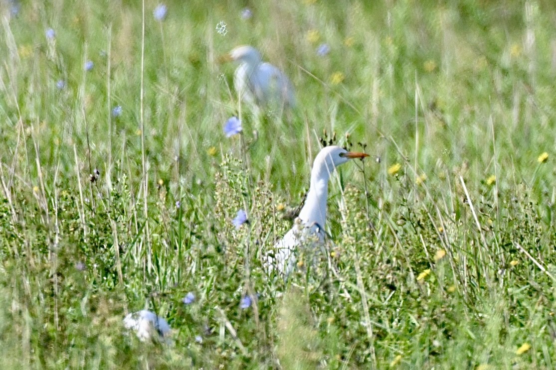 Western Cattle-Egret - ML642858130