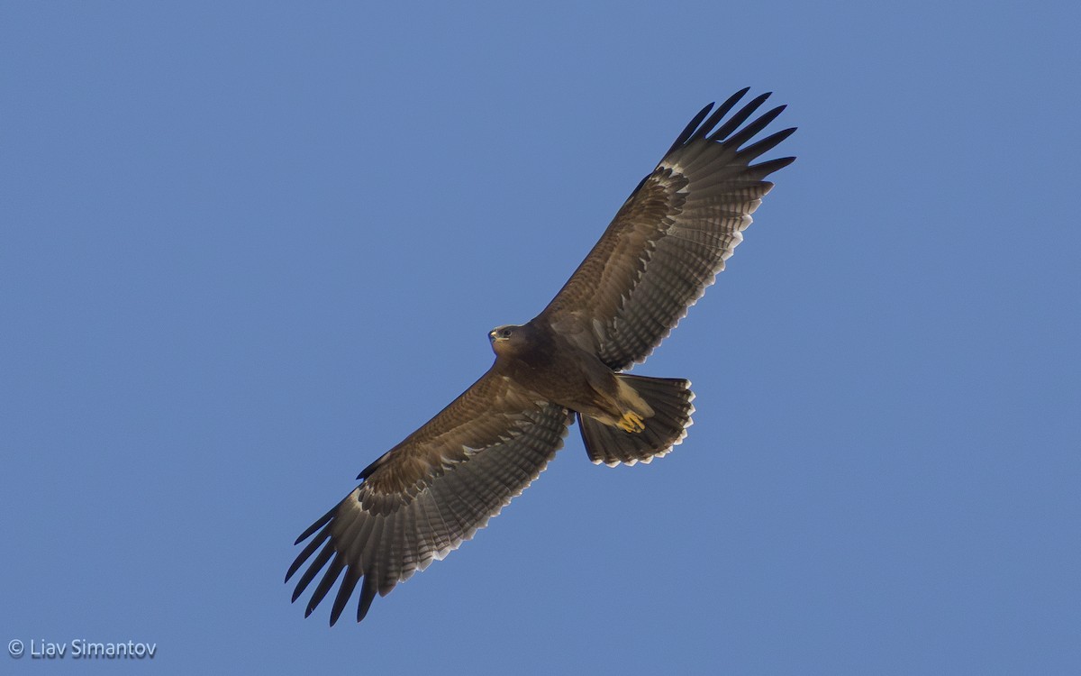Lesser Spotted Eagle - ML642858131