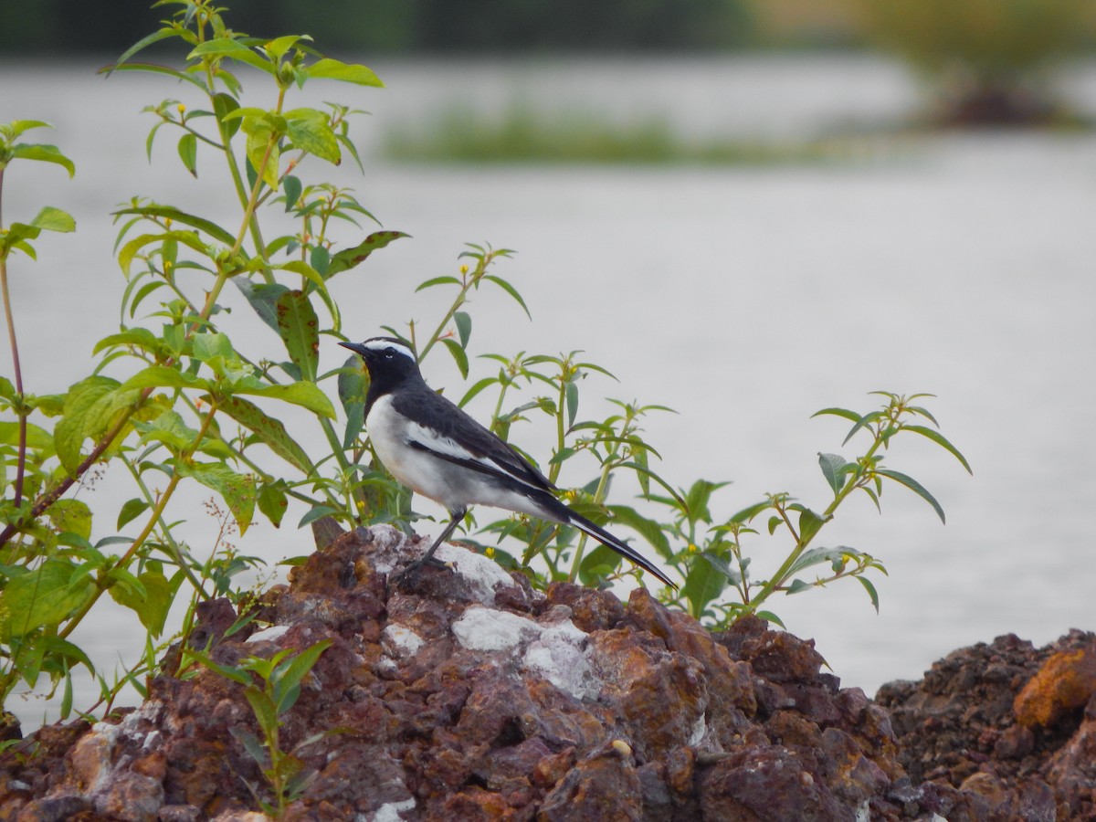 White-browed Wagtail - ML642858134