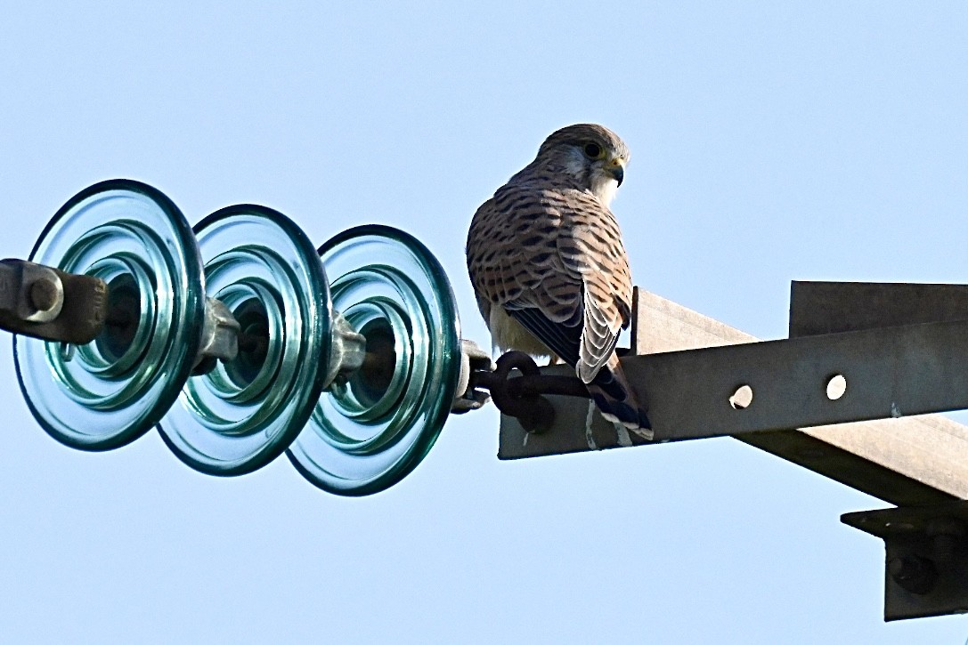 Eurasian Kestrel - ML642858136