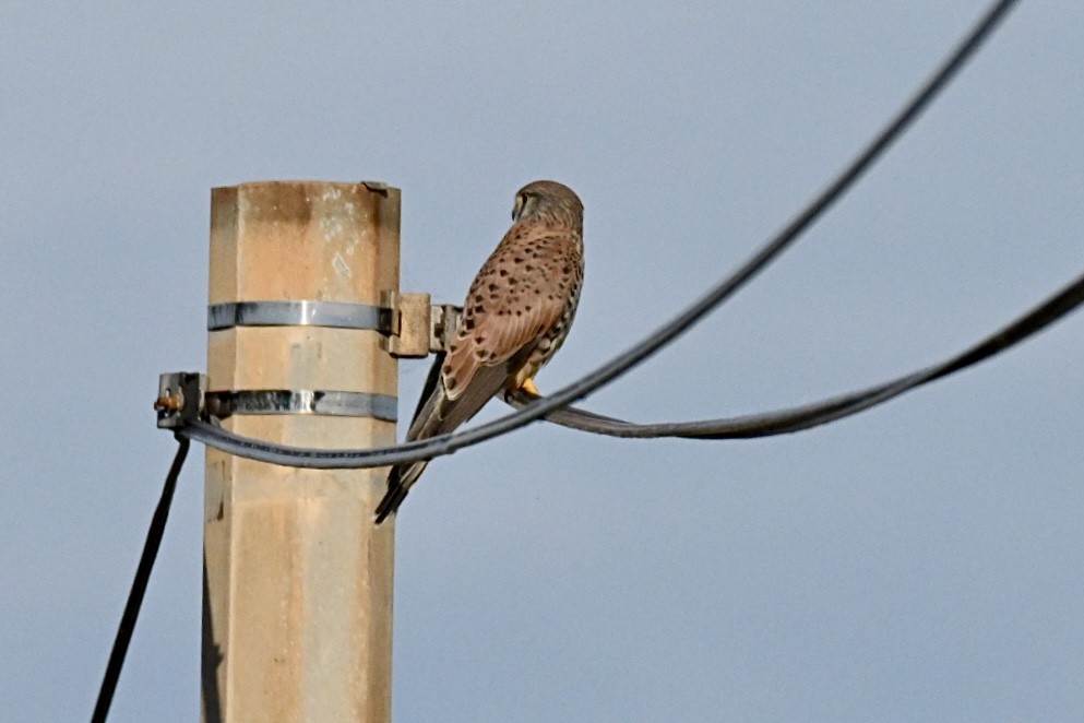 Eurasian Kestrel - ML642858137