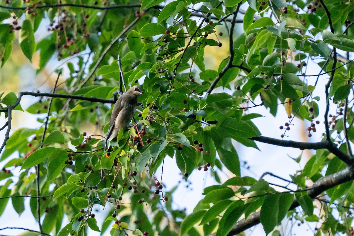 Cedar Waxwing - ML642858170