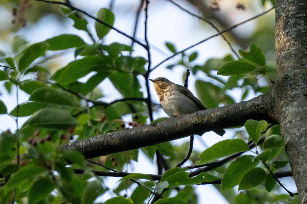 Swainson's Thrush - ML642858173