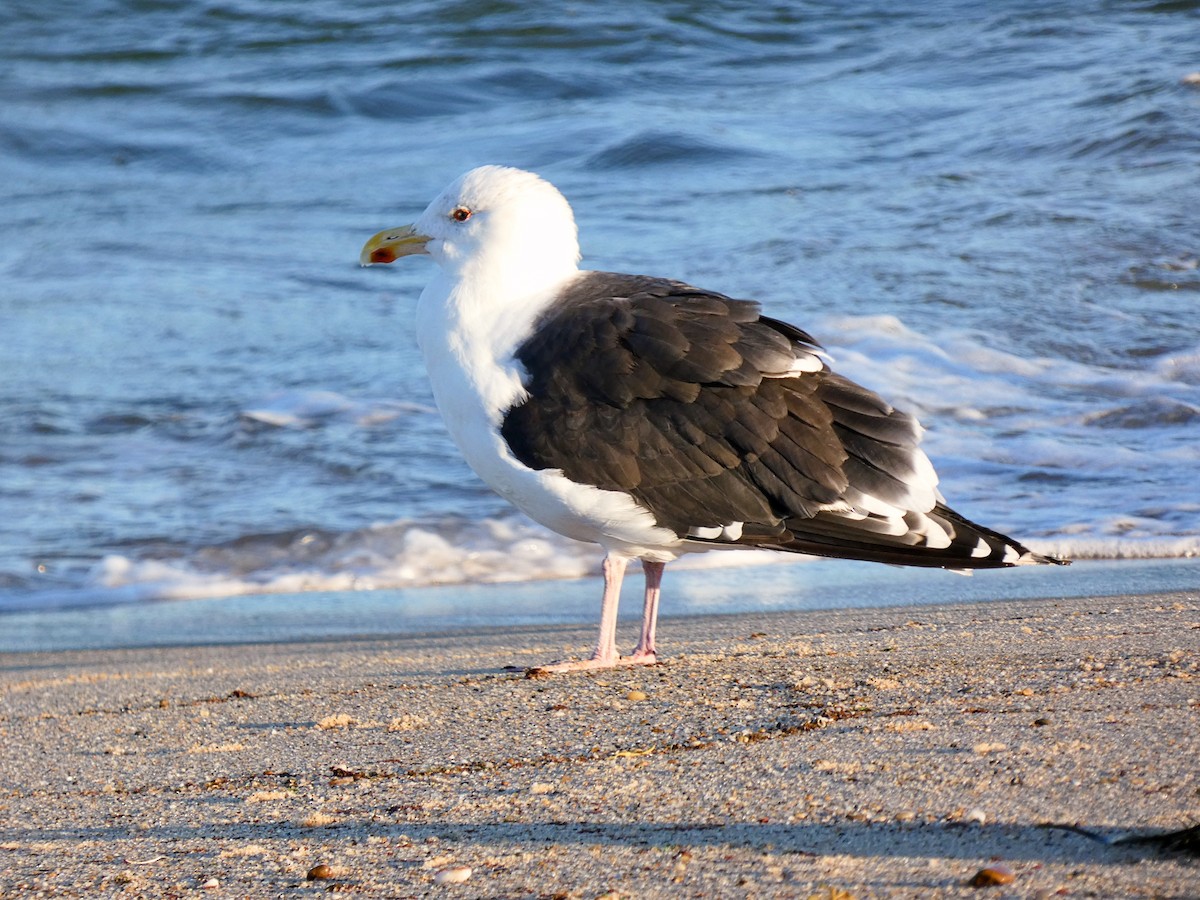Great Black-backed Gull - ML642858198