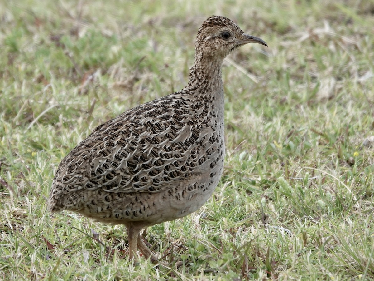 Chilean Tinamou - ML642858208