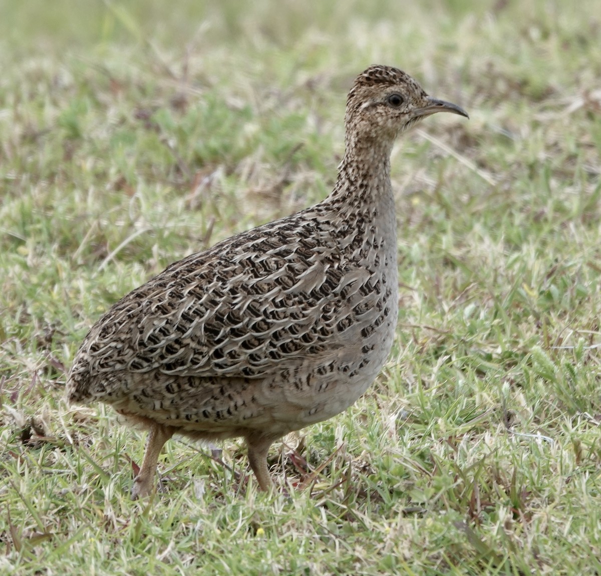 Chilean Tinamou - ML642858209