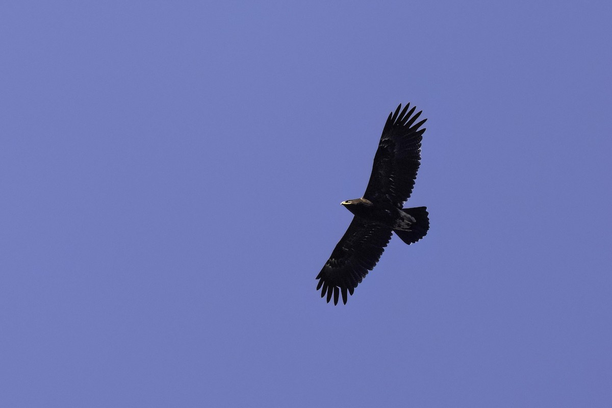 Бор бүргэд - ML642858214