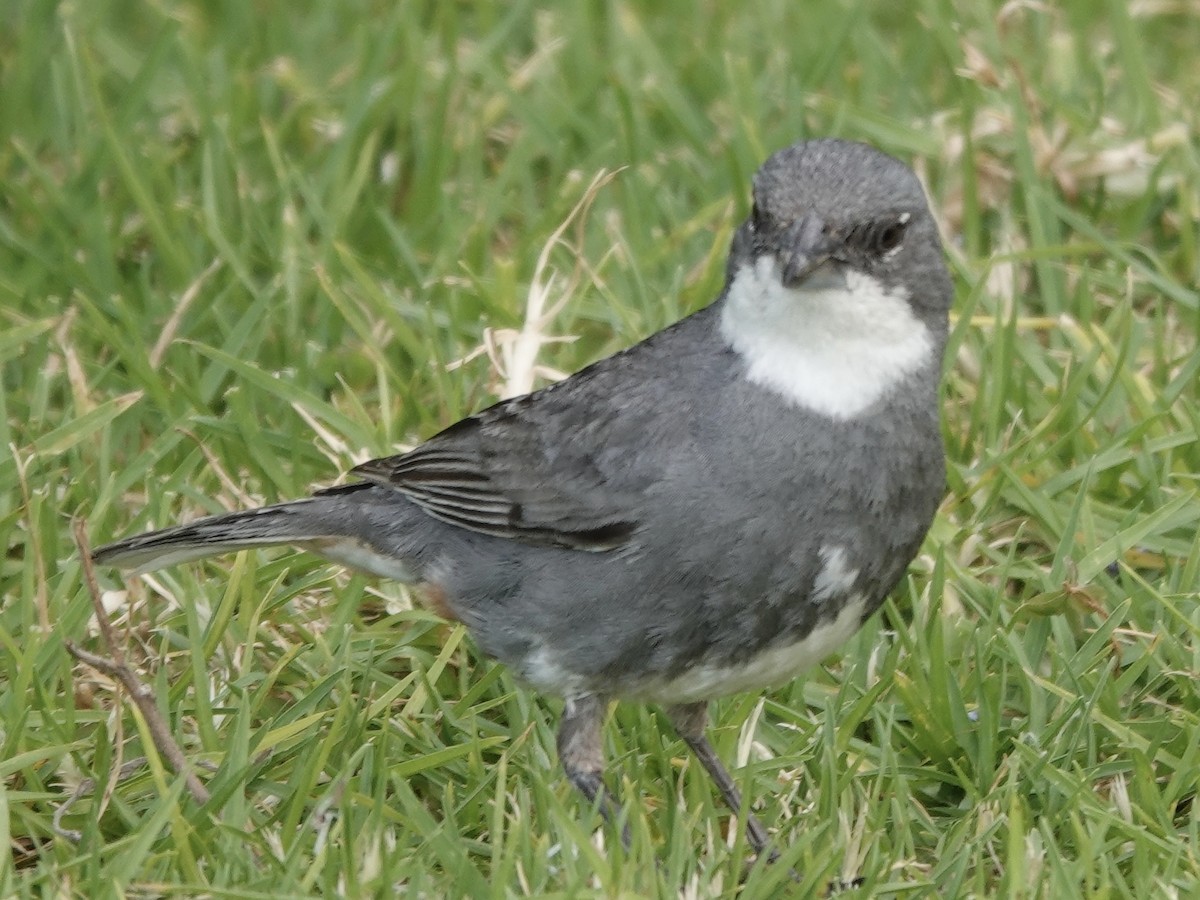 Diuca Finch - ML642858215