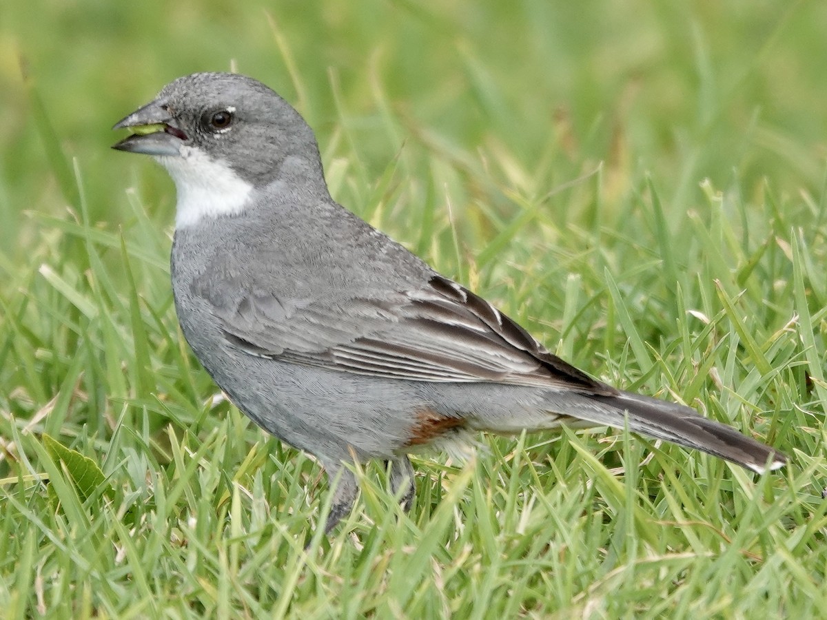 Diuca Finch - ML642858216
