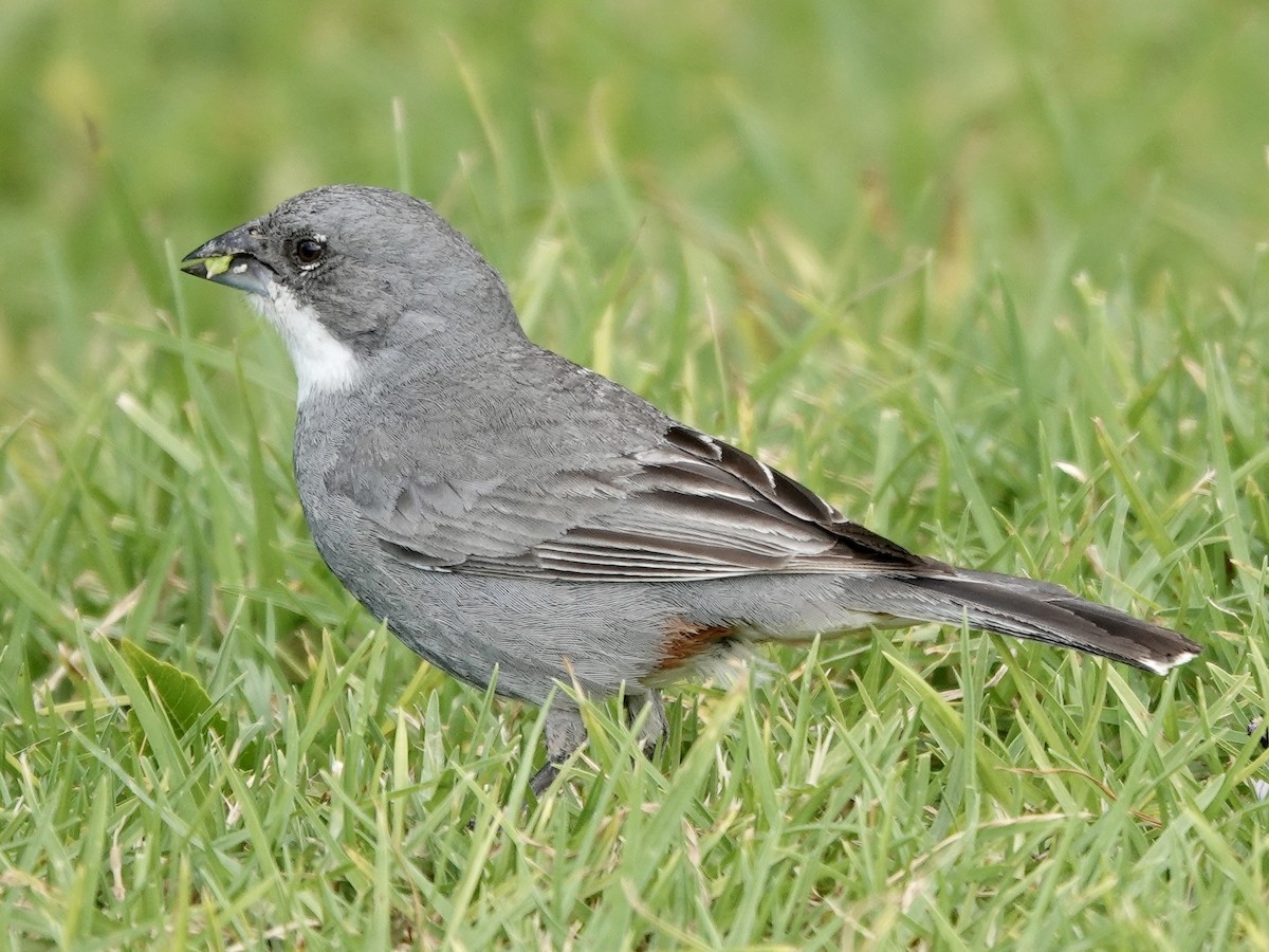 Diuca Finch - ML642858217