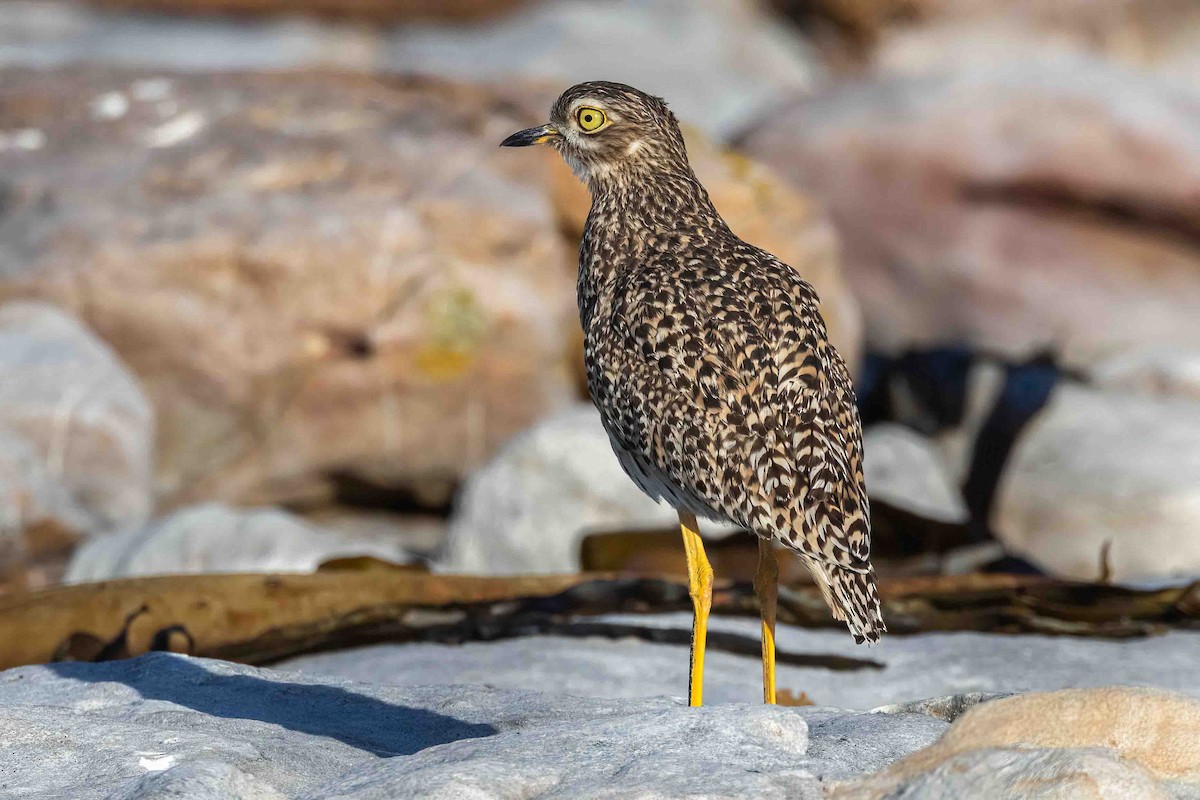 Spotted Thick-knee - ML642858226