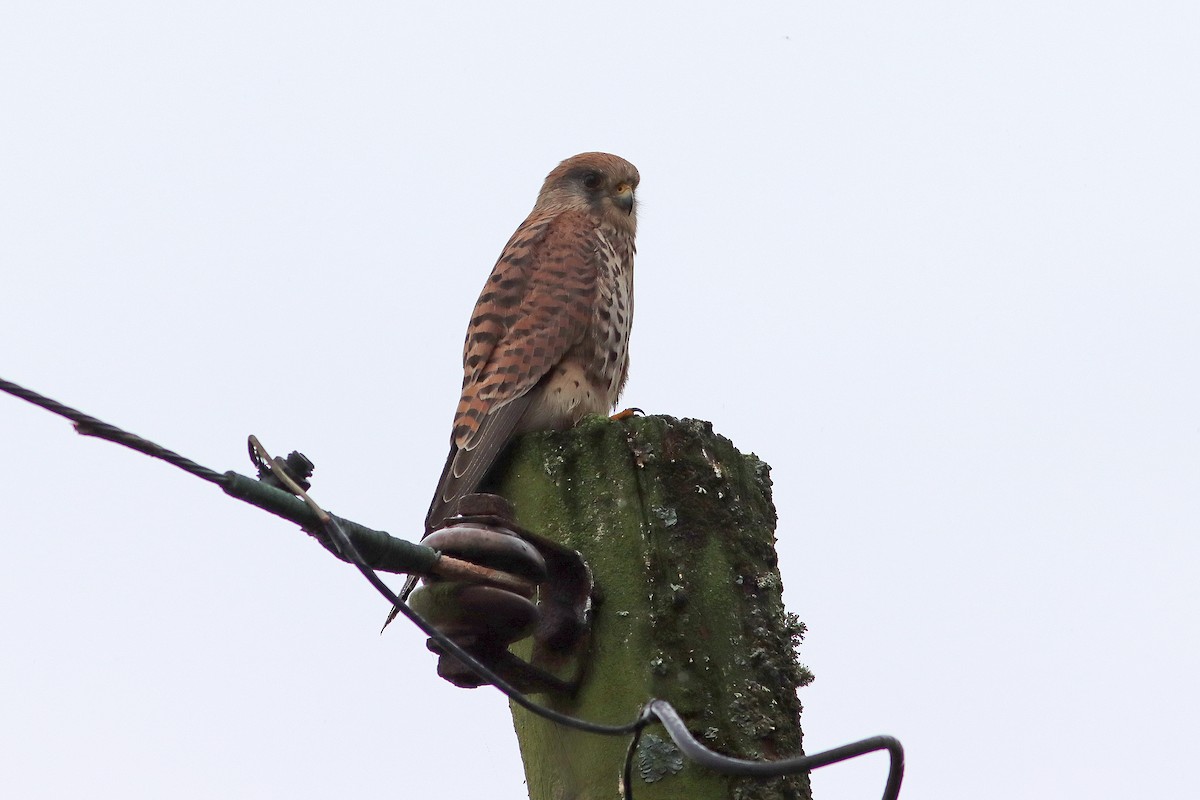 Eurasian Kestrel - ML642858227