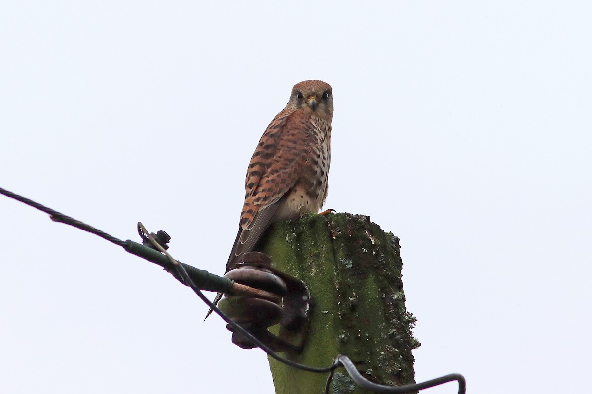 Eurasian Kestrel - ML642858228