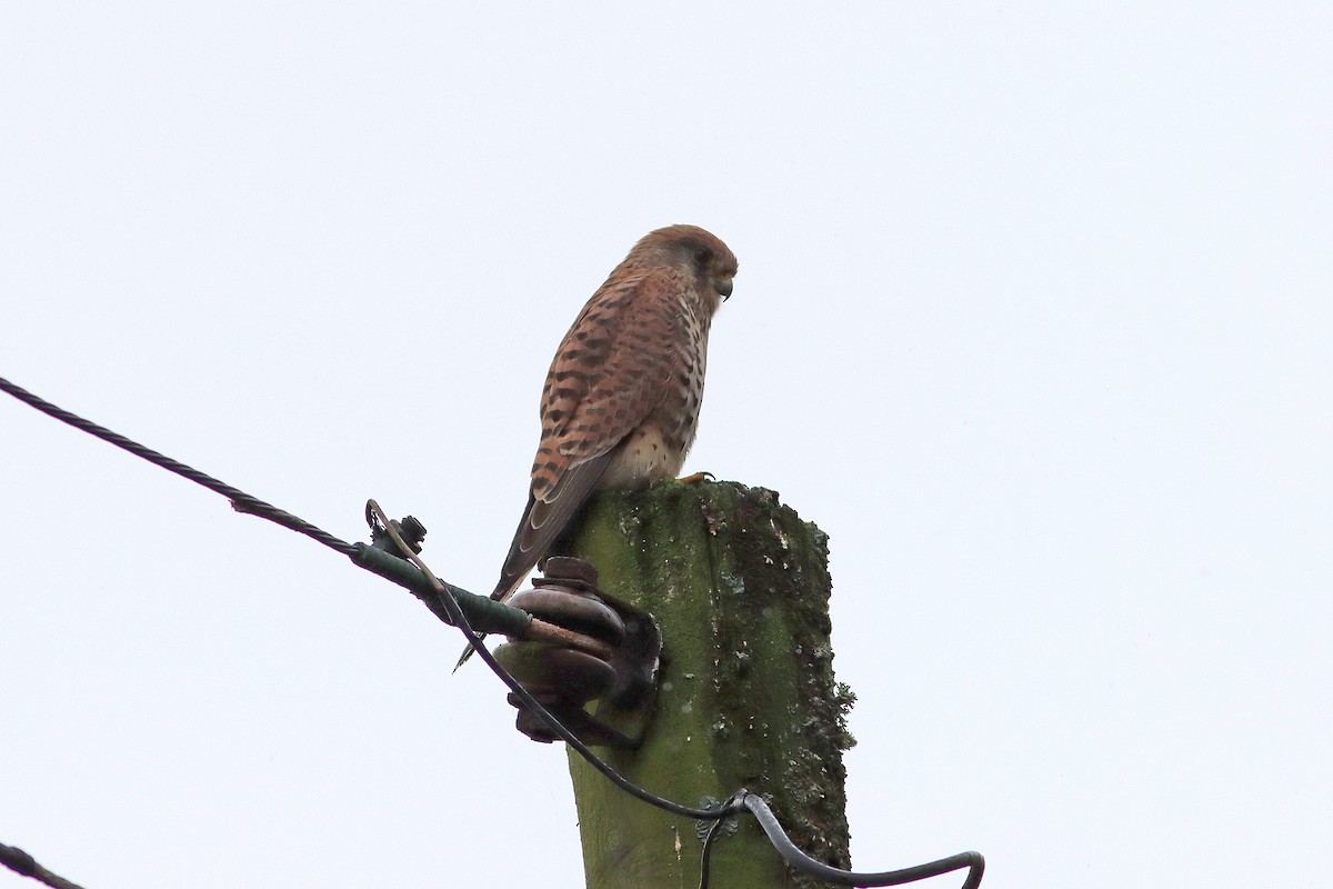 Eurasian Kestrel - ML642858230