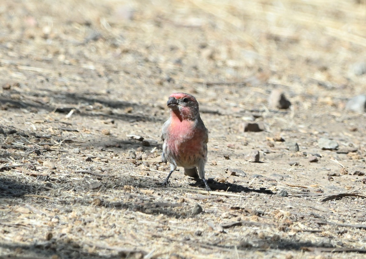 House Finch - ML642858231