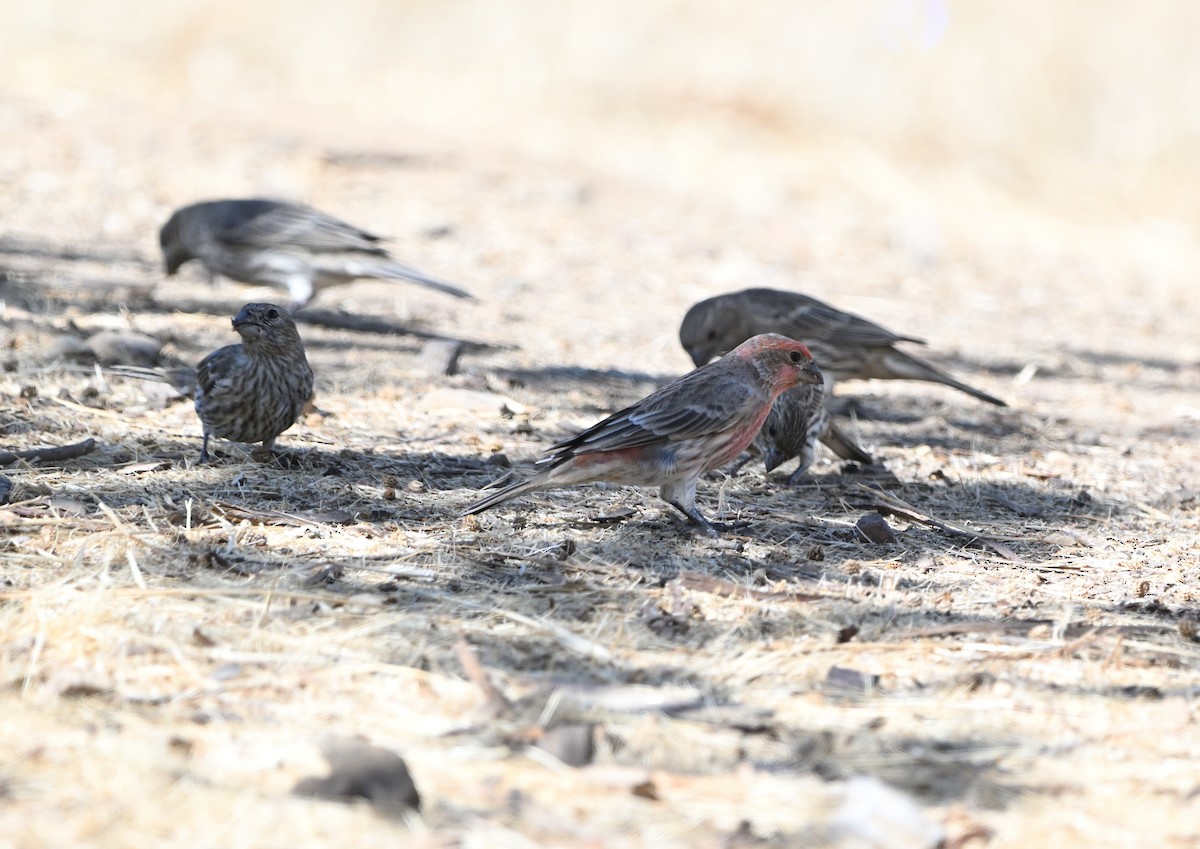 House Finch - ML642858232