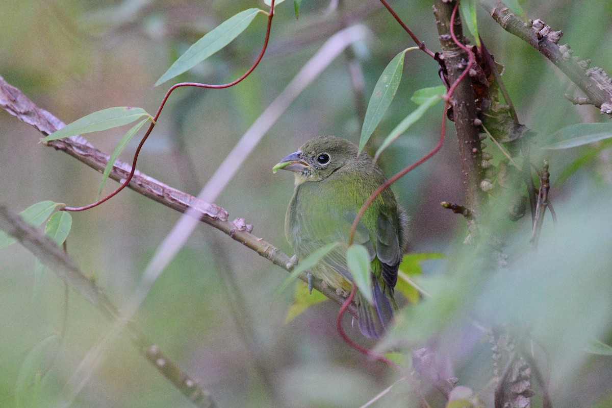 Painted Bunting - ML642858233