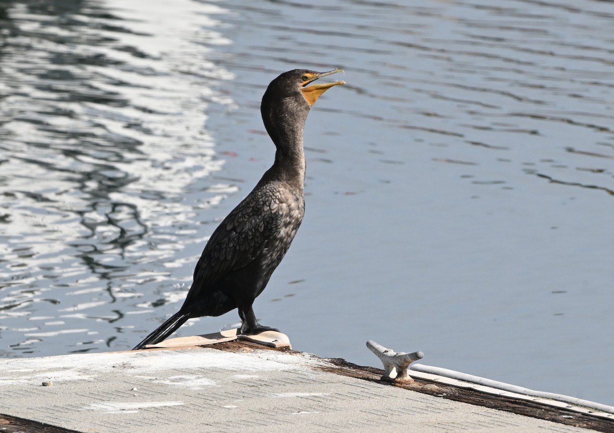 Cormoran à aigrettes - ML642858246