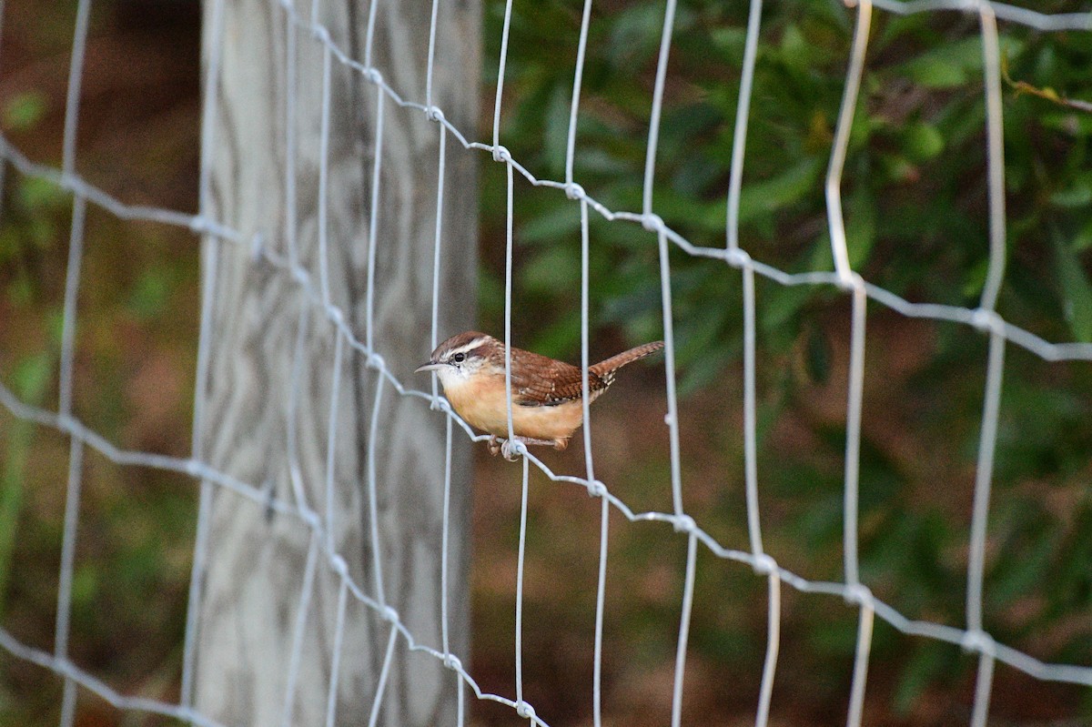 Carolina Wren - ML642858249