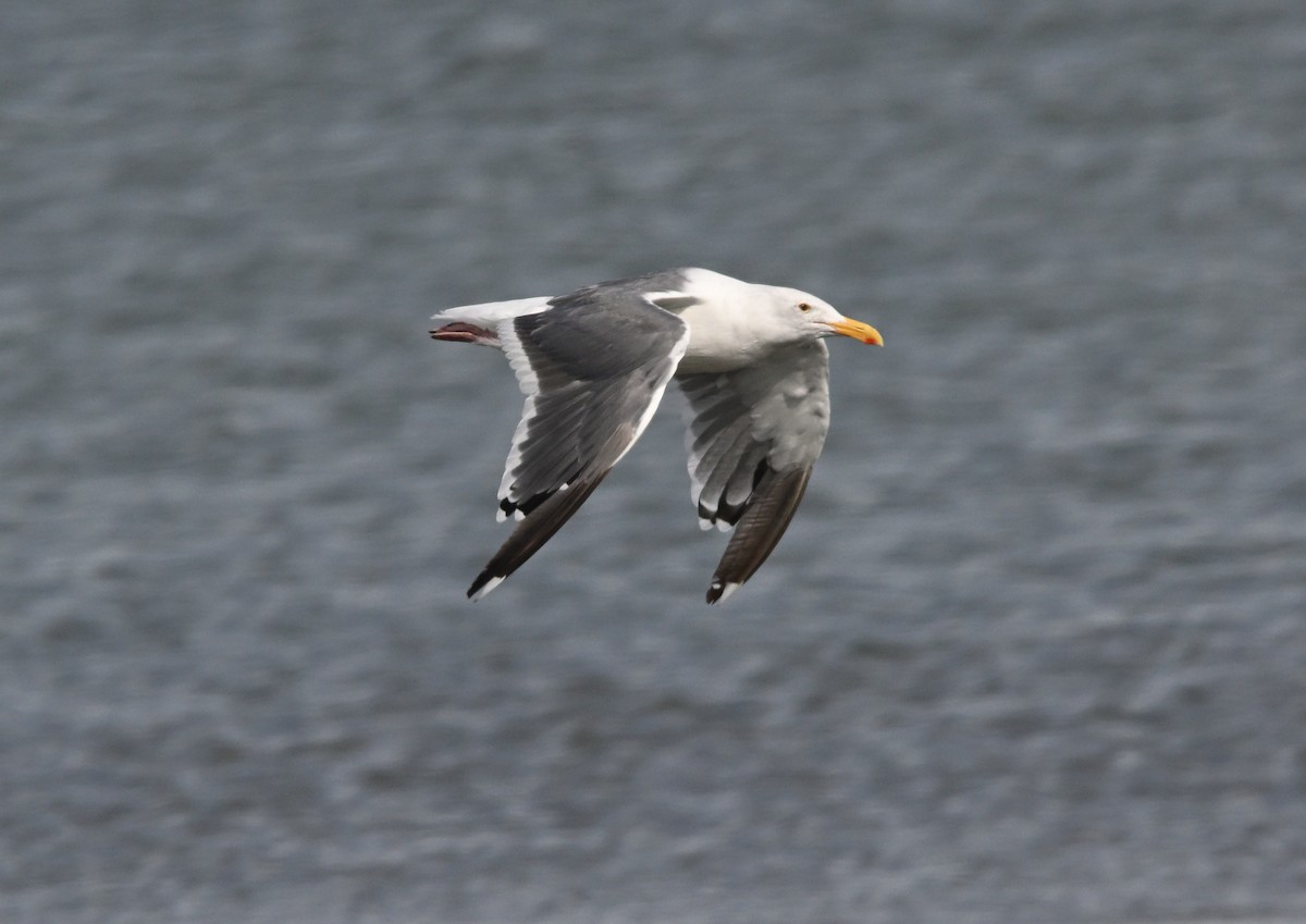 Goéland d'Audubon - ML642858257
