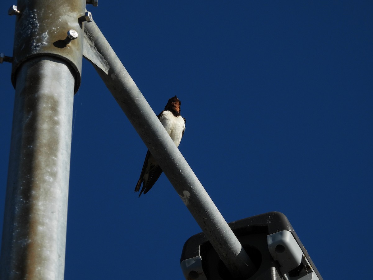 Barn Swallow - ML642858332