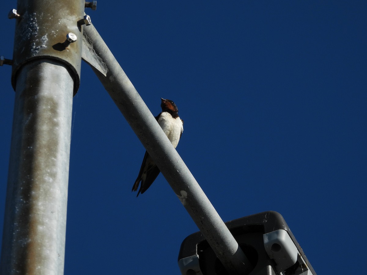 Barn Swallow - ML642858333