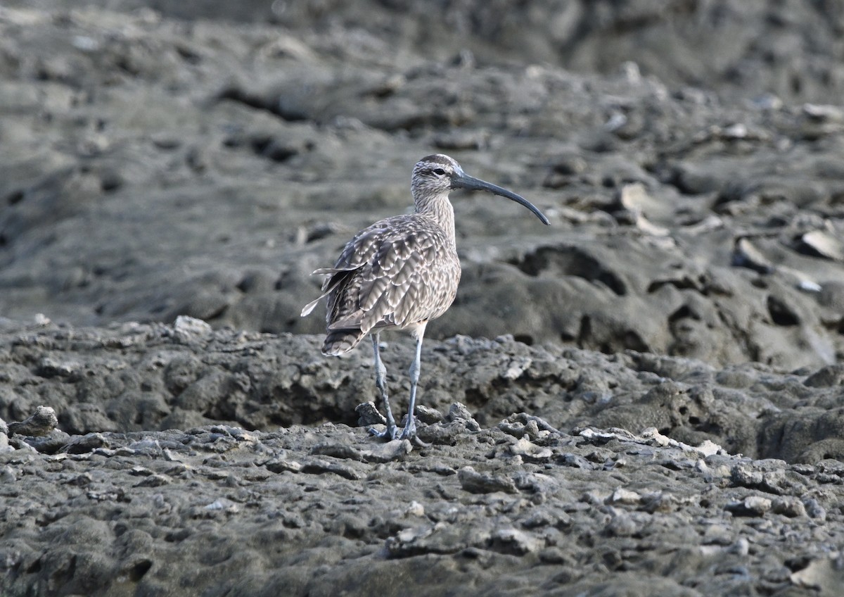 Courlis corlieu (hudsonicus) - ML642858363
