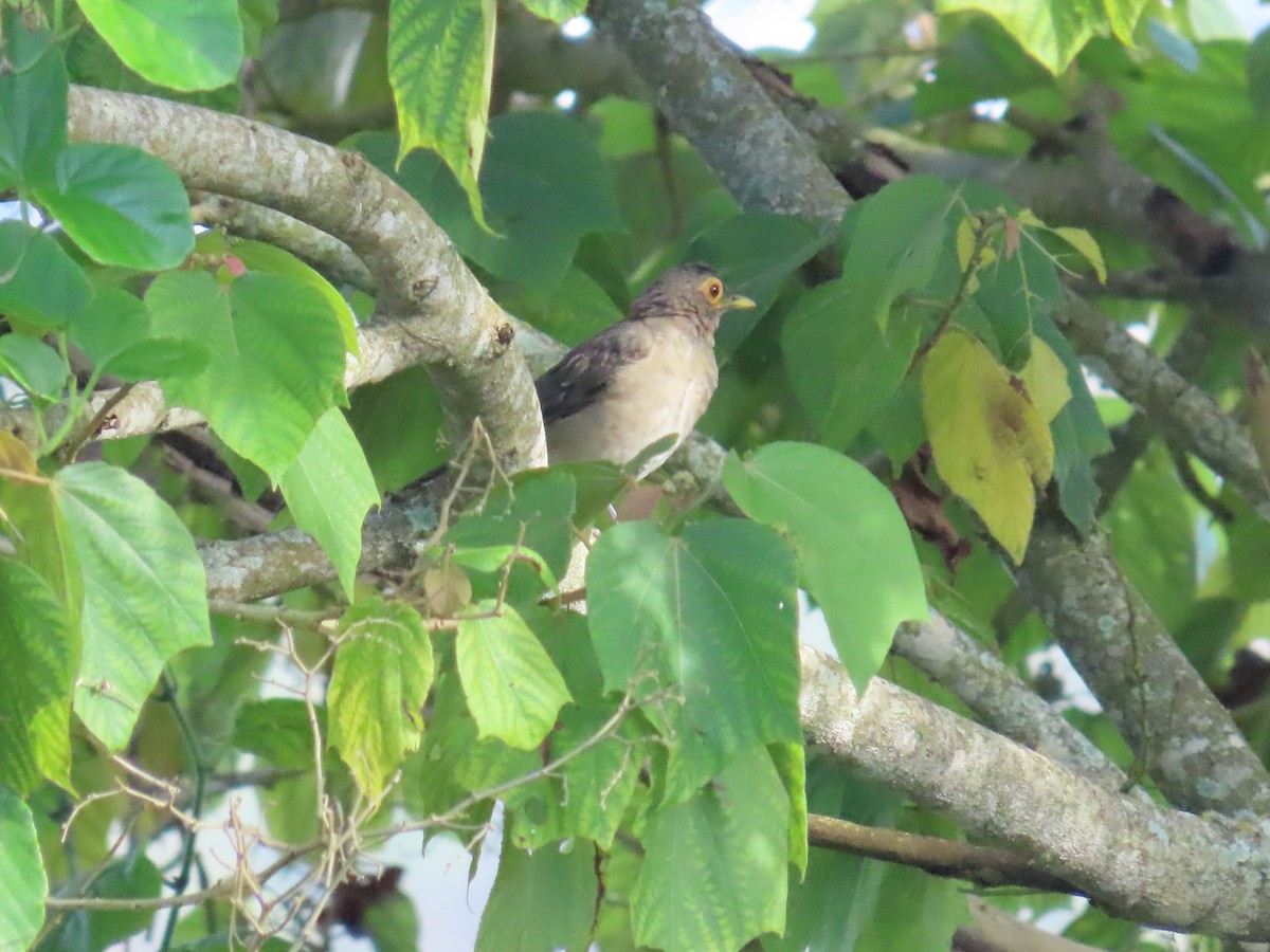 Spectacled Thrush - ML642858389