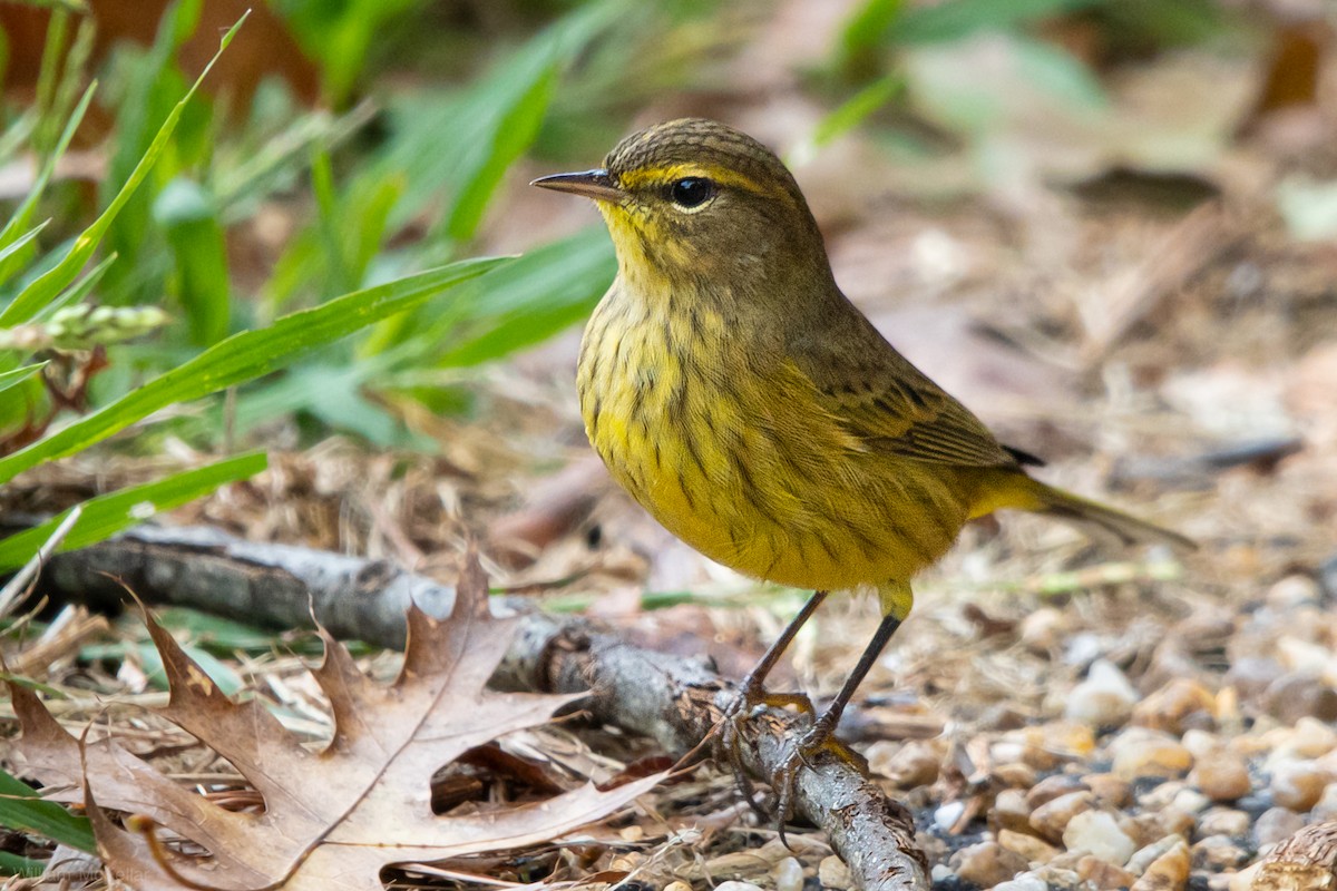 Palm Warbler - ML642858390