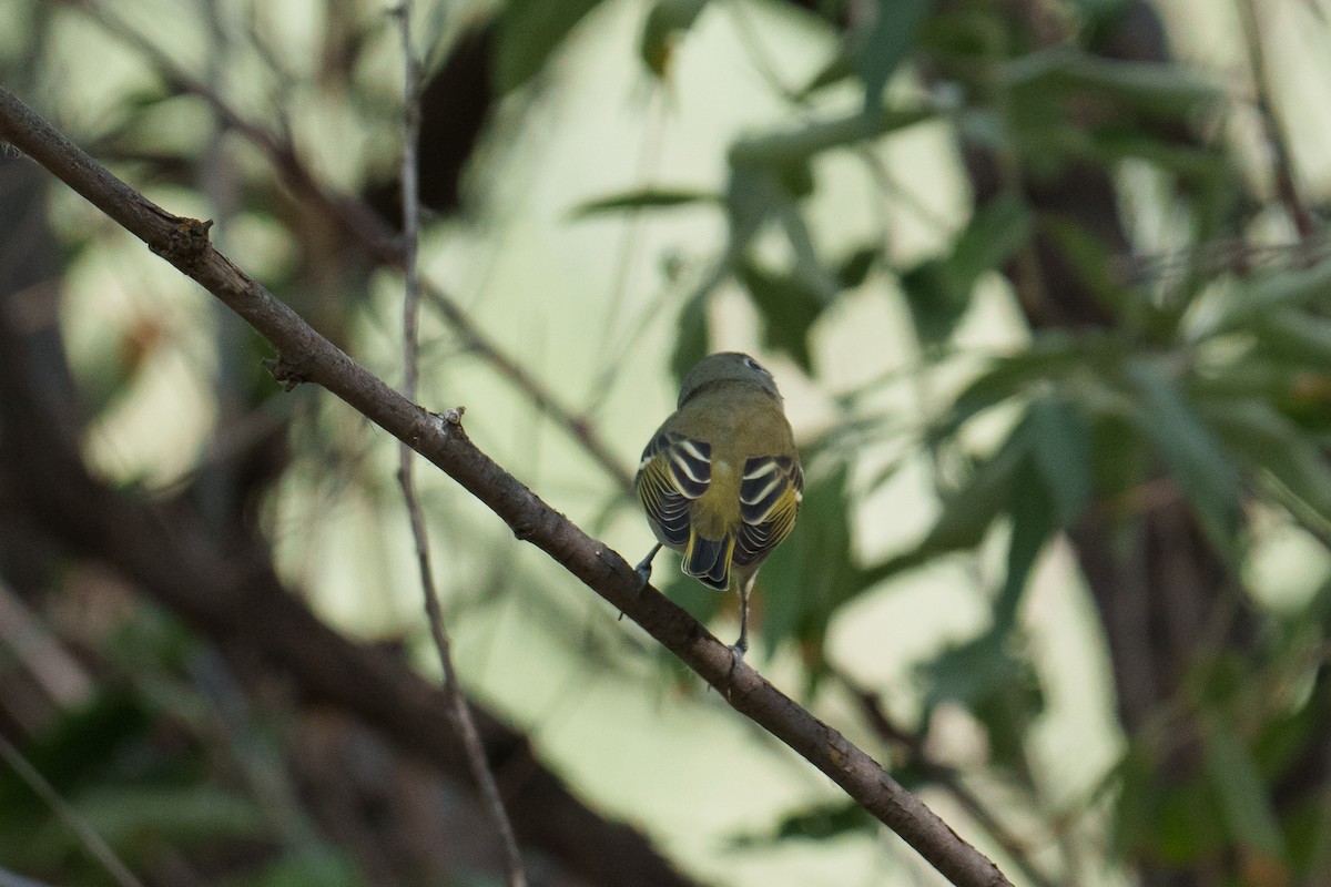 Cassin's Vireo - ML642858395